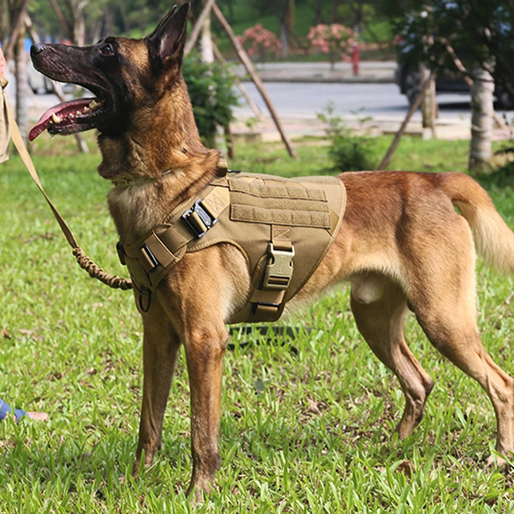 Large Dog Harness & Leash Set